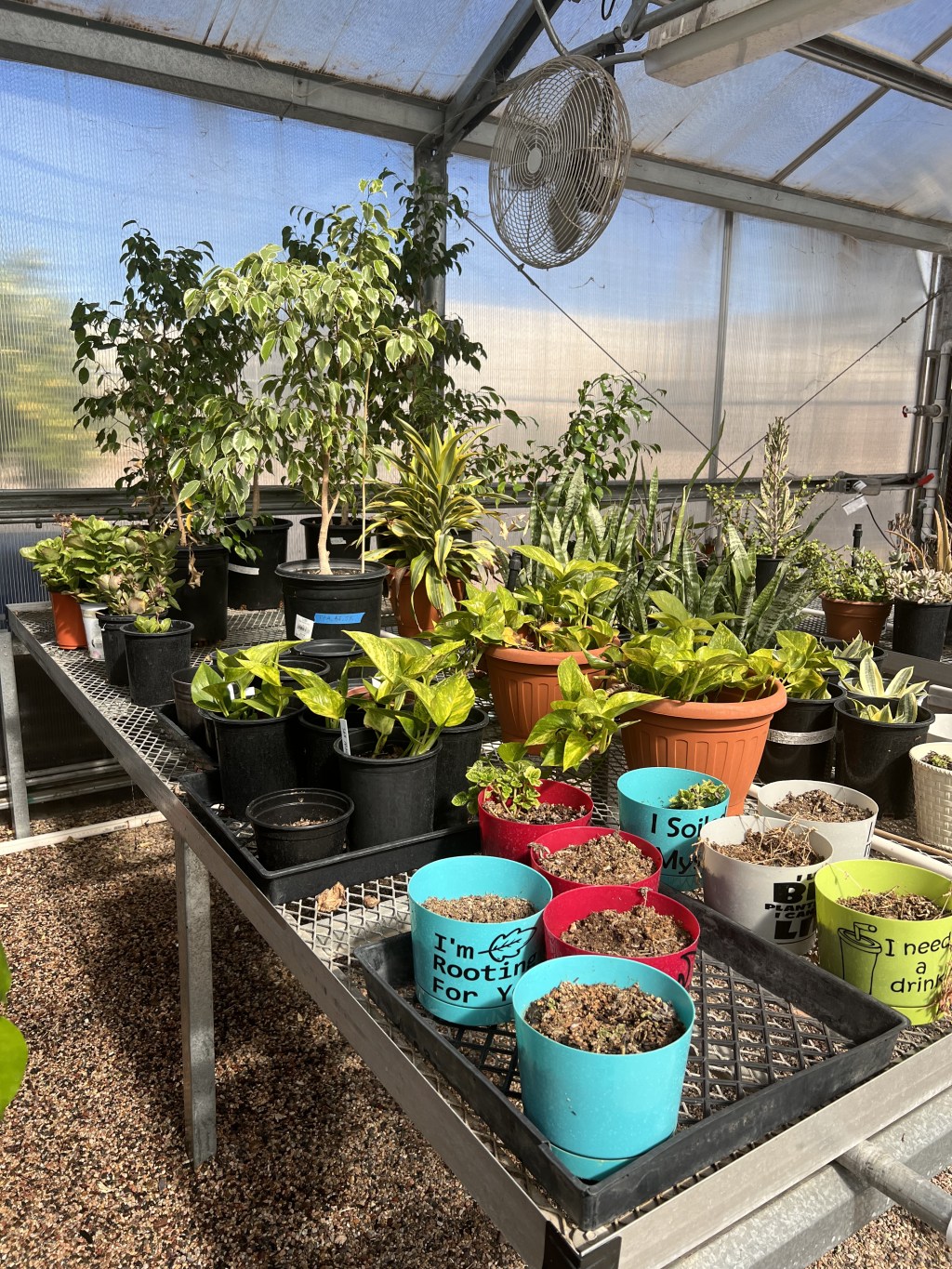 Summer 5-Day Experience